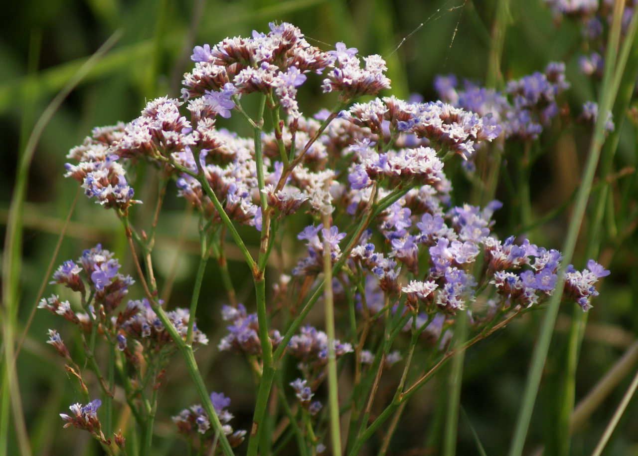 sea lavender